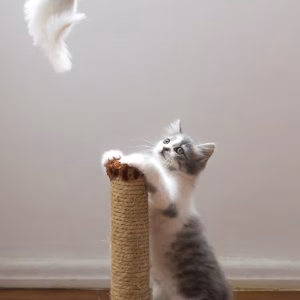 Cat Furniture