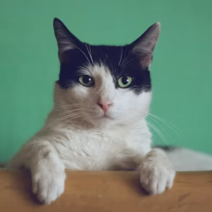 Multi-Level Cat Tree Tower