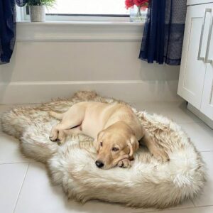 Orthopedic Memory Foam Dog Bed with Cover