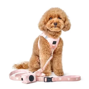 Dog Accessories