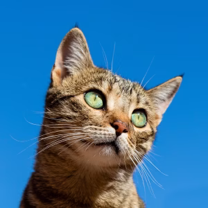 Cat Treats